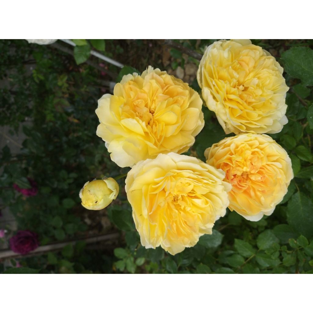 Rosa Molineux Ausmol