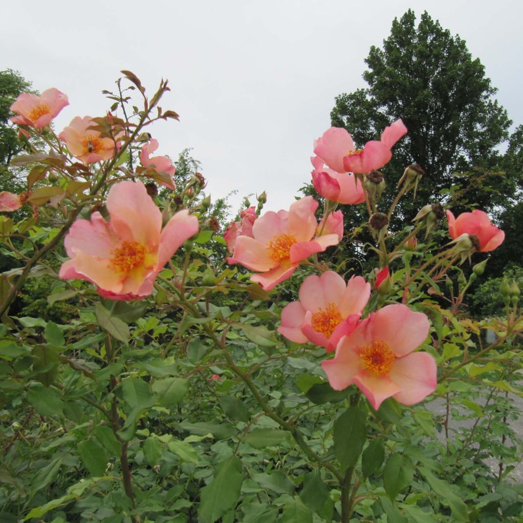 Rosa Morning Mist - English Rose