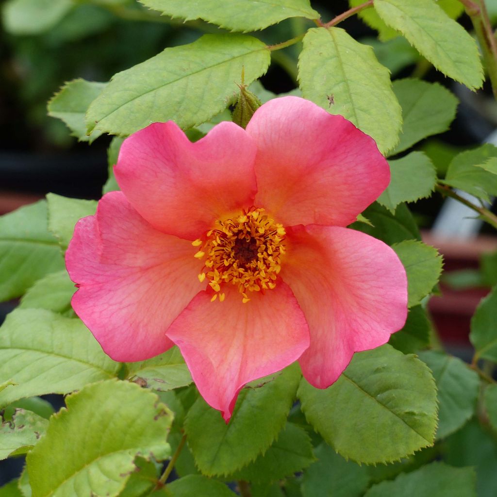 Rosa Morning Mist - English Rose