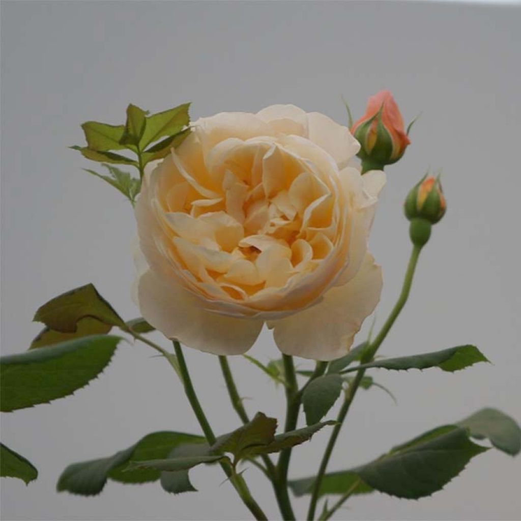 Rosa 'Roald Dahl' - English Rose