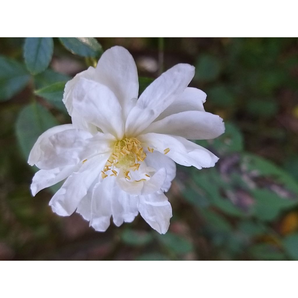 Rosa Snow Goose - Climbing rose