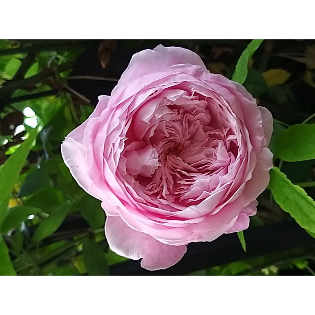 Rosa 'Spirit of Freedom' - Climbing Rose