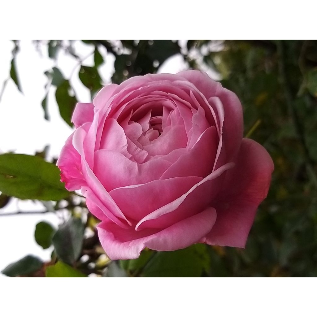 Rosa 'Spirit of Freedom' - Climbing Rose