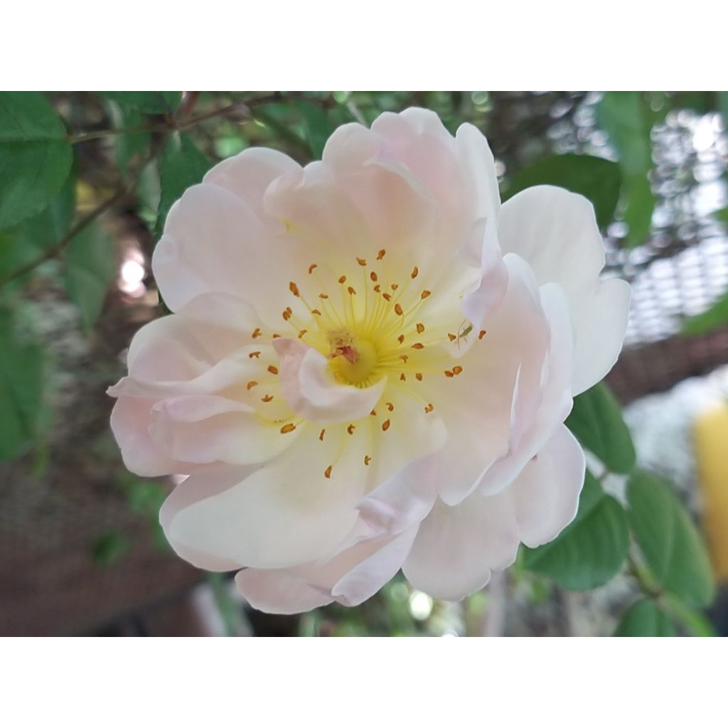 Rosa  The Lady of the Lake - English Rambling Rose