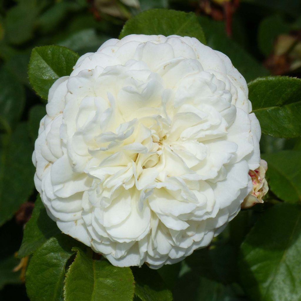 Rosa Tranquility - English Shrub Rose