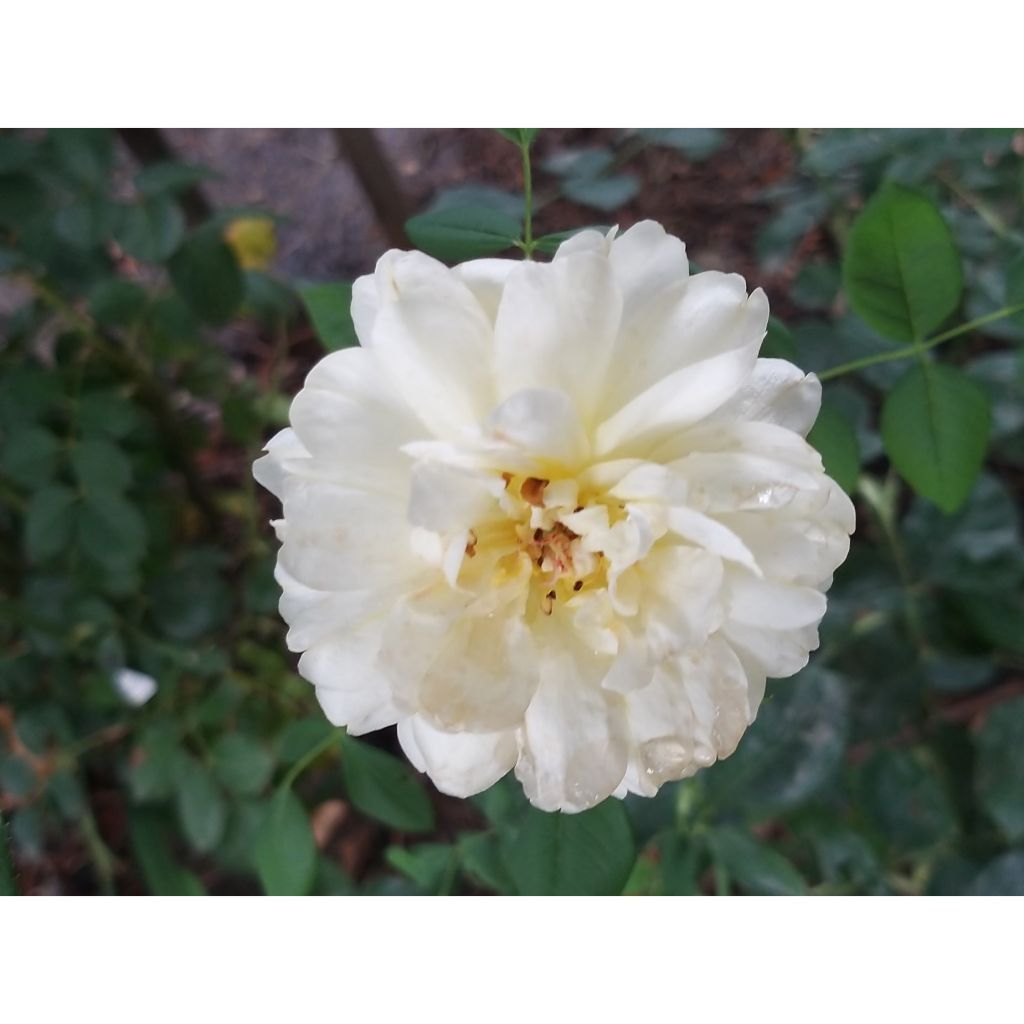 Rosa Vanessa Bell - Shrub Rose