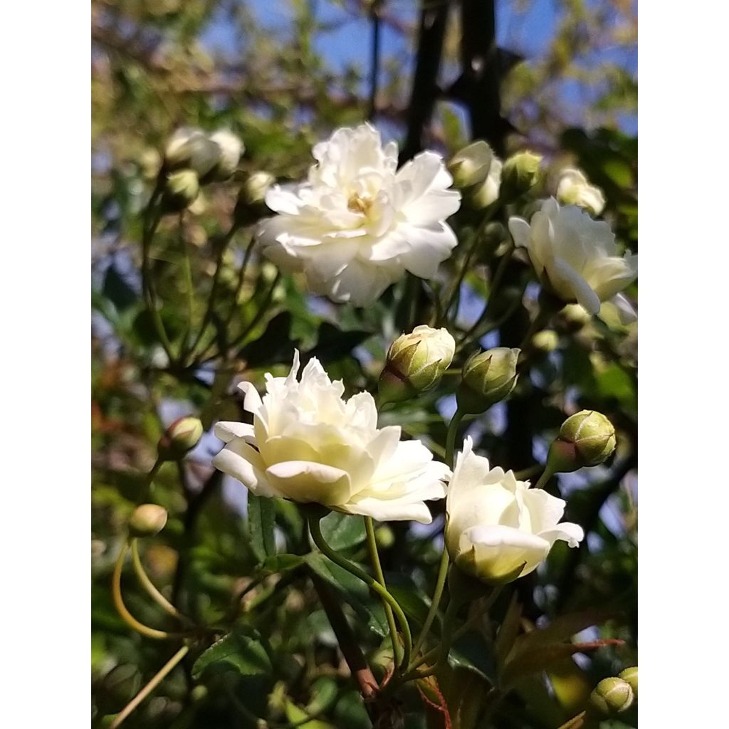 Rosa banksiae var. banksiae 'Alba Plena' - Hybrid Banksia - Rambling Rose