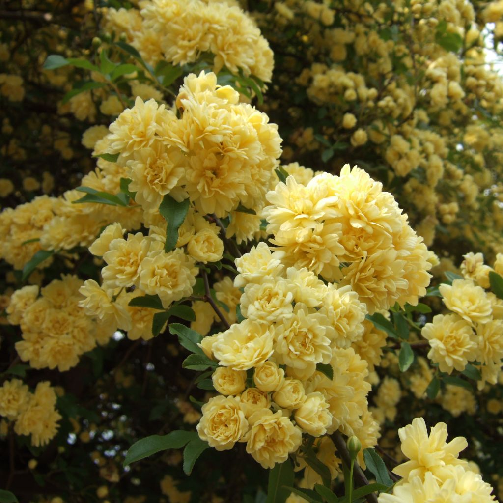 Rosa banksiae 'Lutea' - Rambling Rose