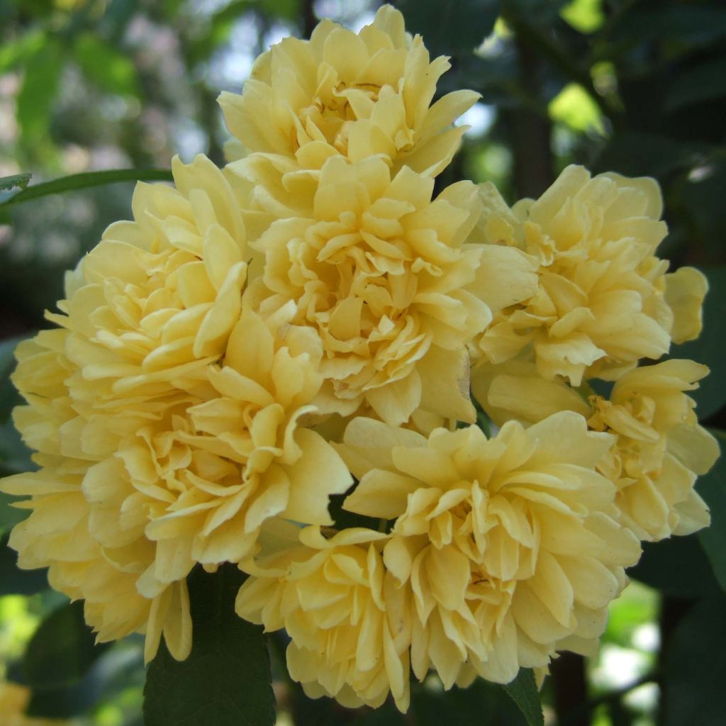 Rosa banksiae 'Lutea' - Rambling Rose