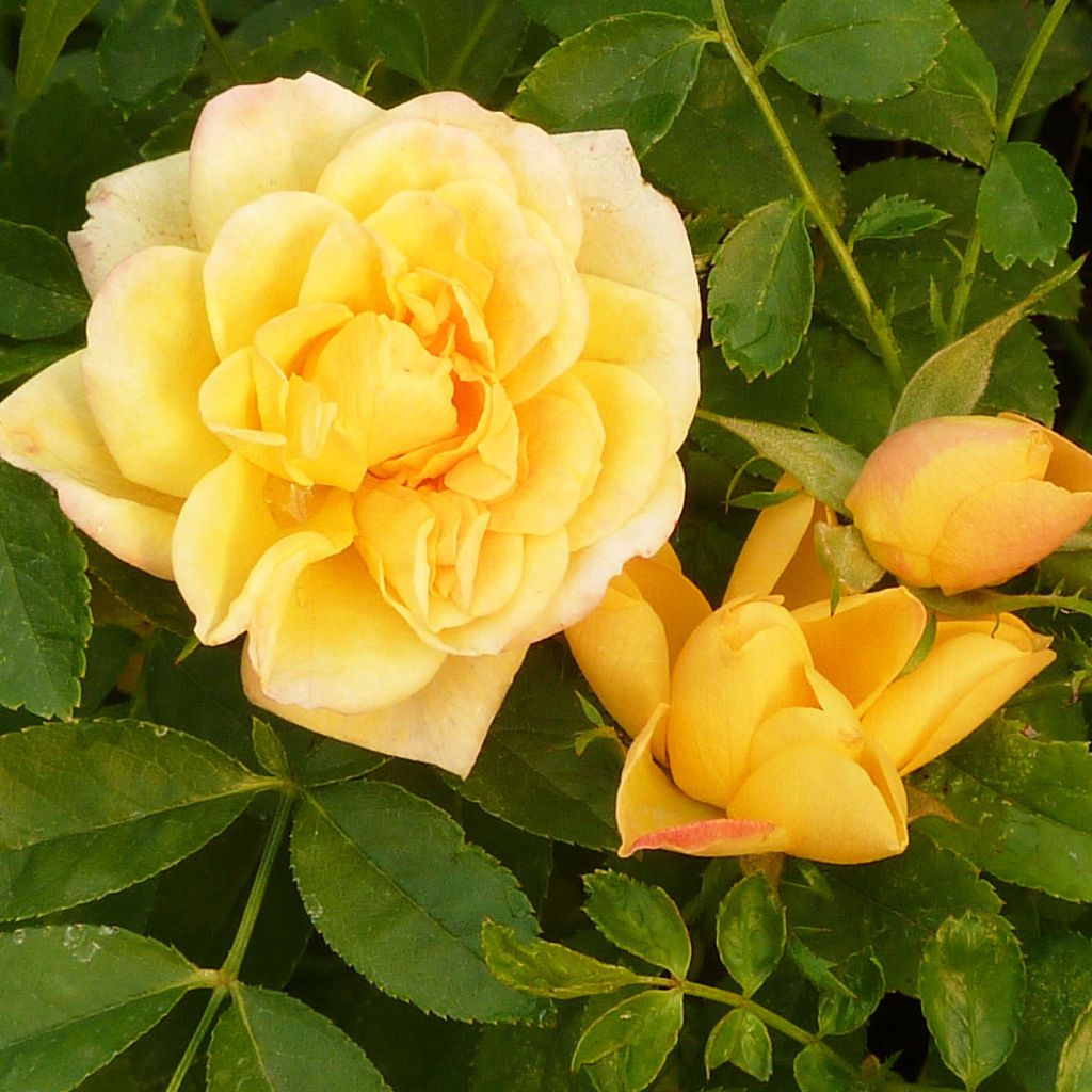 Rosa banksiae 'Lutea' - Rambling Rose