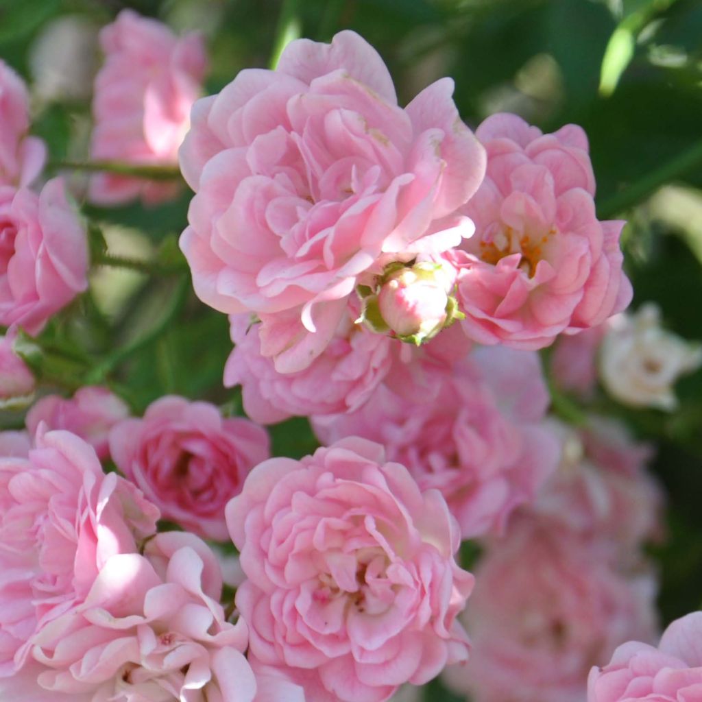 Rosa banksiae Rosea - Rambling Rose