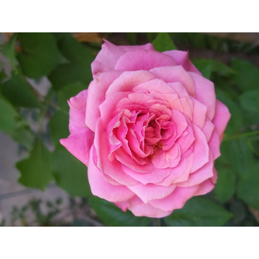 Rosa Décorosiers 'Crazy Pink Voluptia' - Shrub Rose
