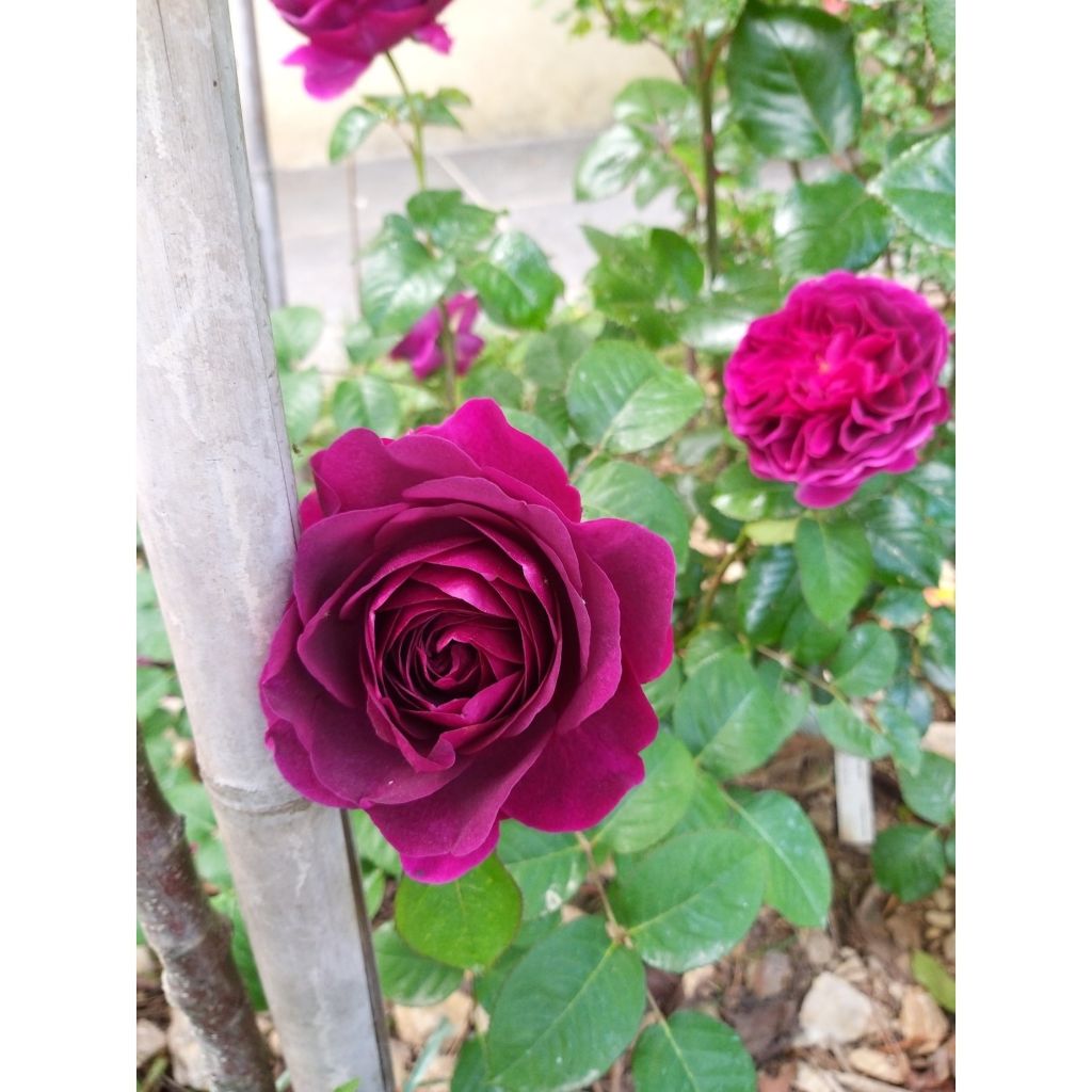 Rosa Décorosiers 'Purple Voluptia' - Shrub Rose