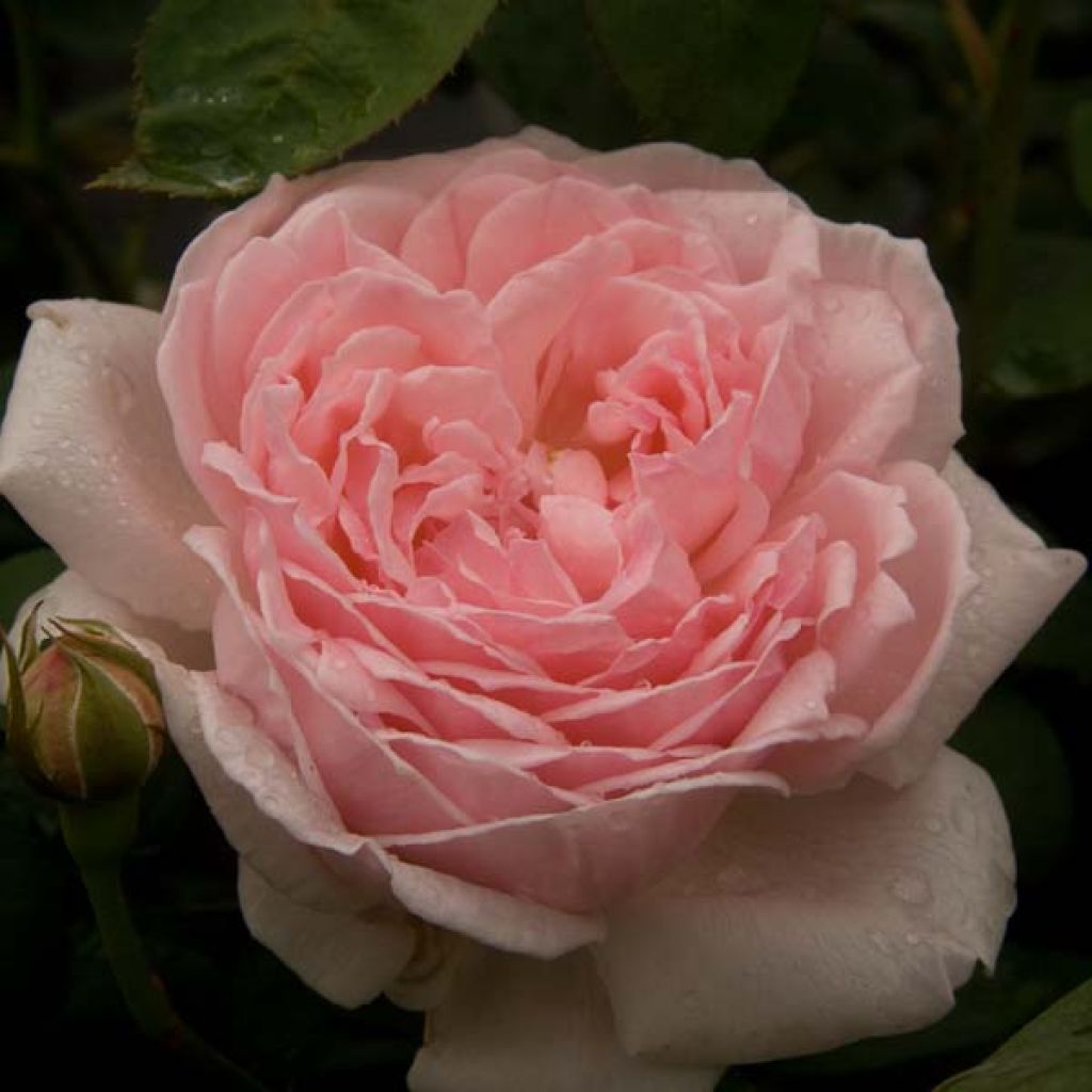Rosa Eglantyne - English Shrub Rose