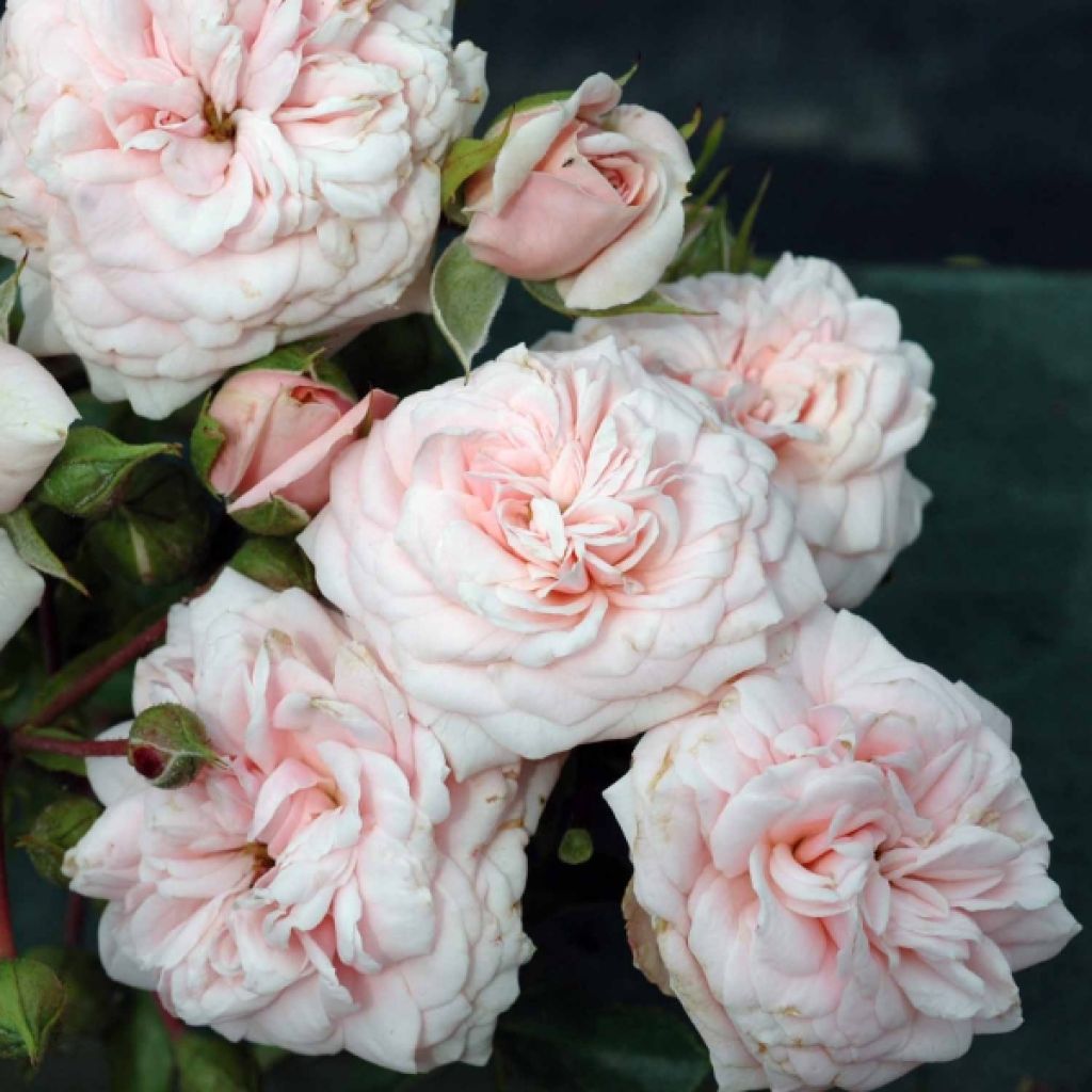 Rosa Emile Garcin