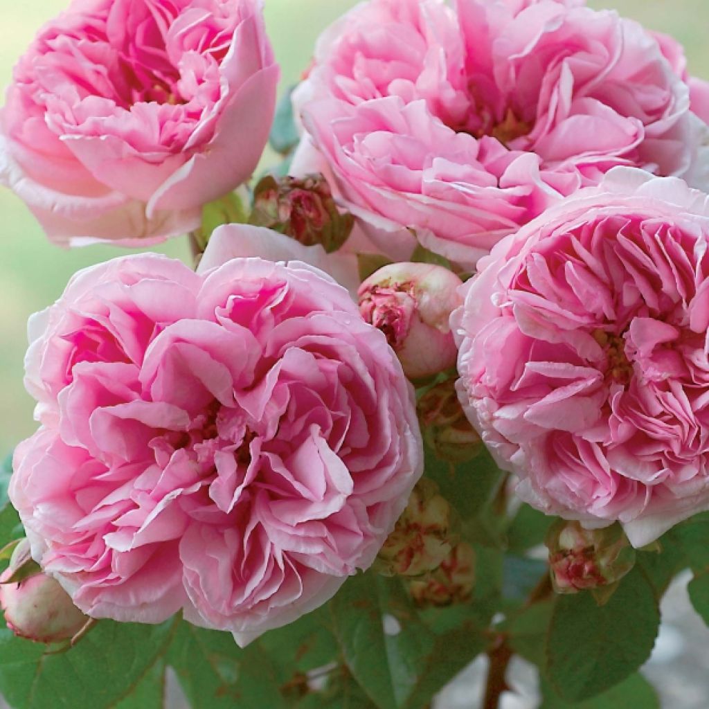 Rosa  Madame Ernest Calvat