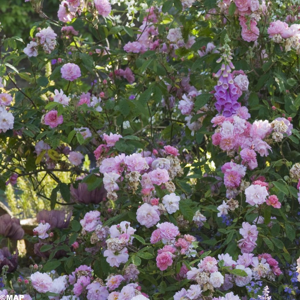 Rosa (x) moschata Felicia