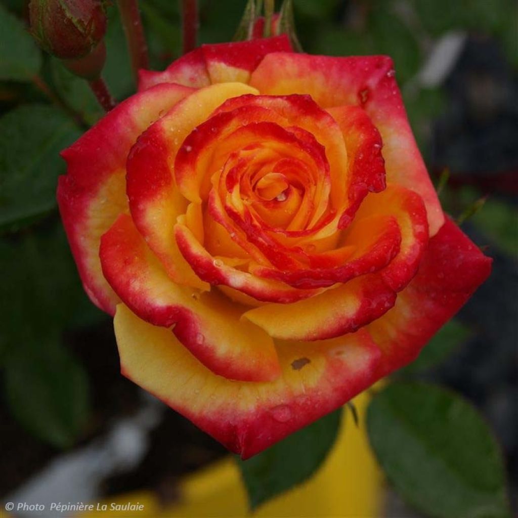 Rosa x floribunda 'Flamina' - Shrub Rose