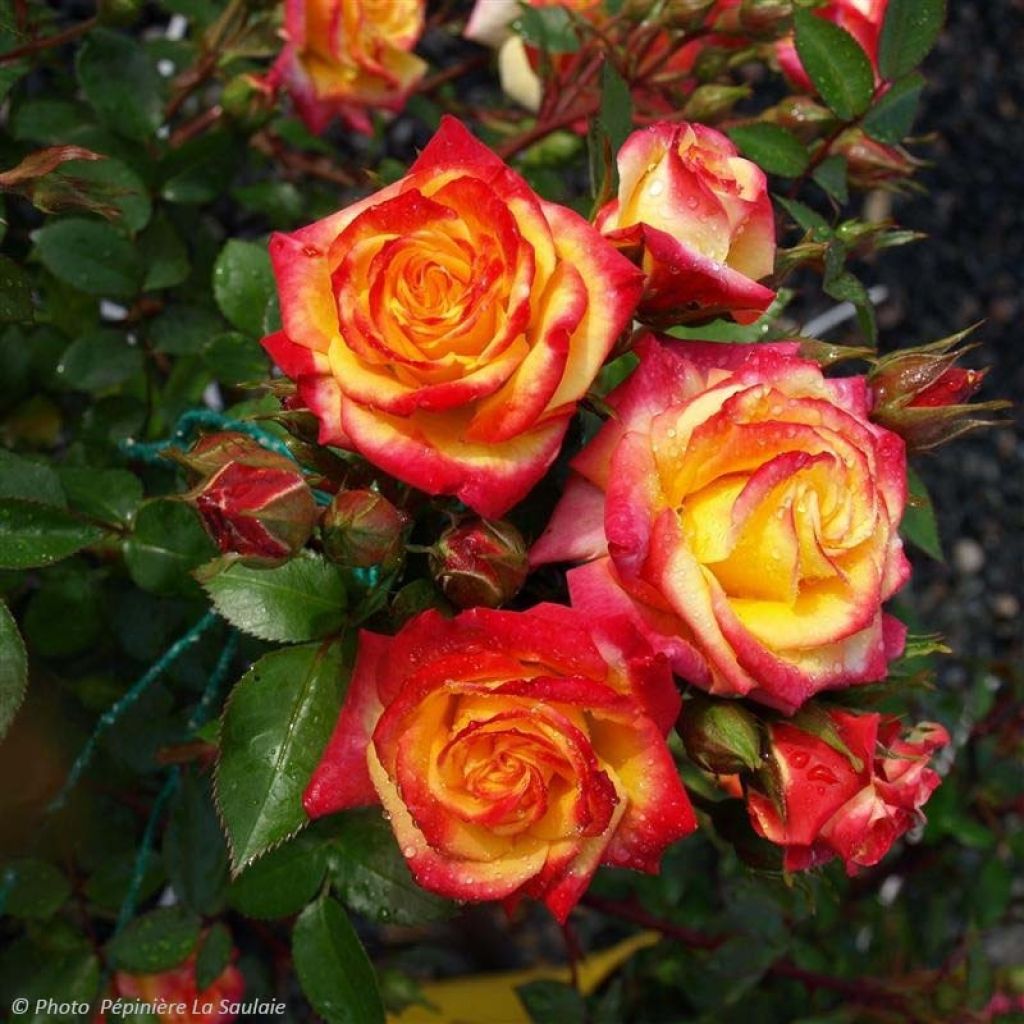 Rosa x floribunda 'Flamina' - Shrub Rose