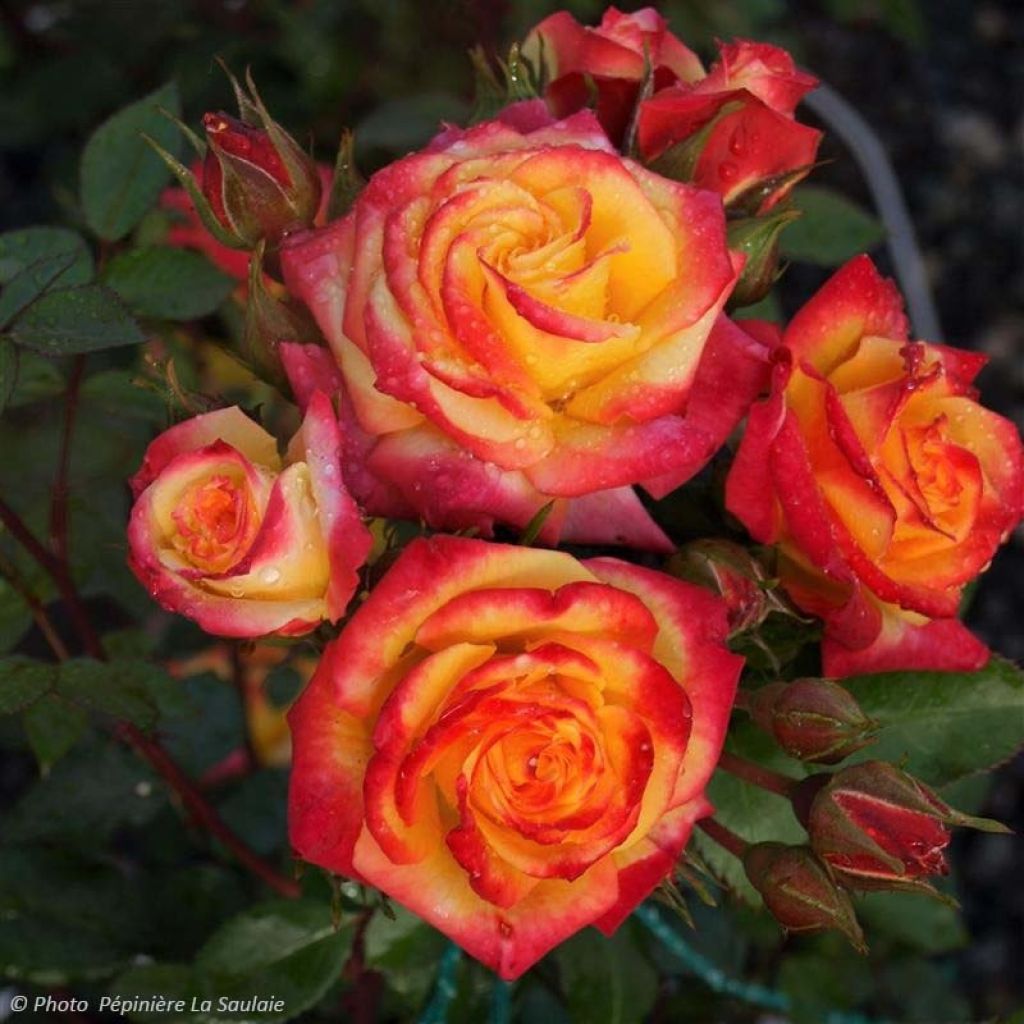 Rosa x floribunda 'Flamina' - Shrub Rose