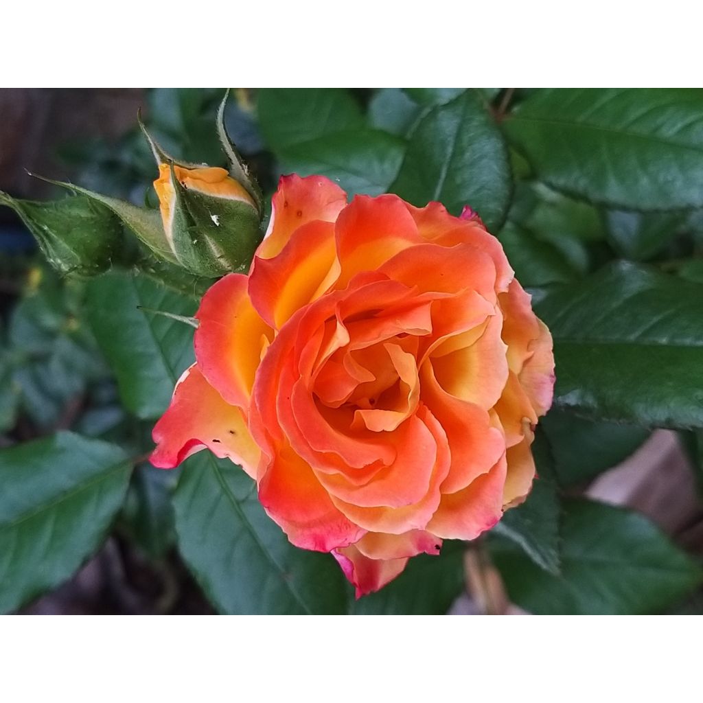 Rosa x floribunda 'Flamina' - Shrub Rose