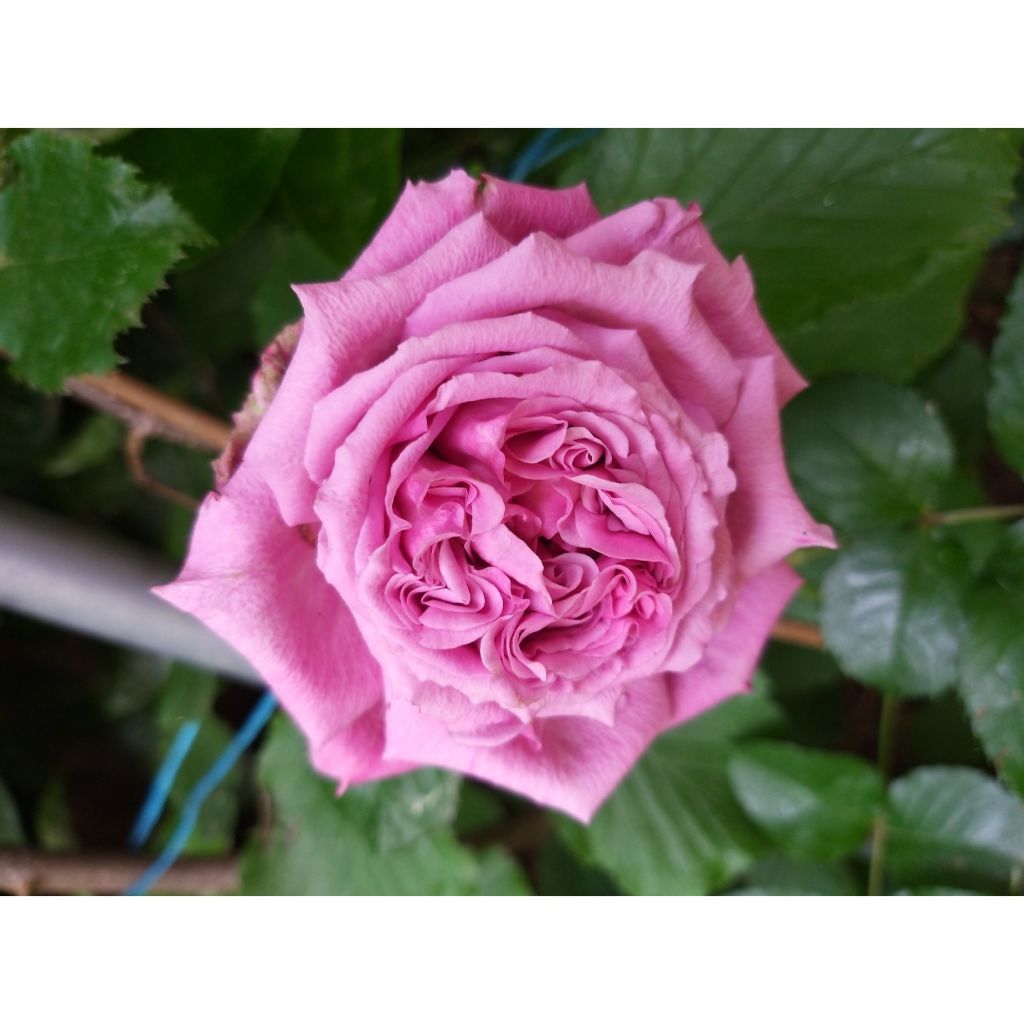 Rosa Generosa 'Agnès Schilliger' - Shrub Rose