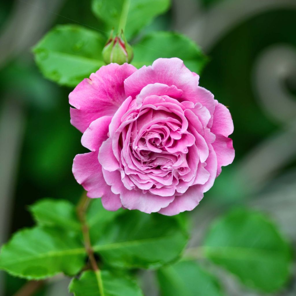 Rosa Generosa 'Agnès Schilliger' - Shrub Rose