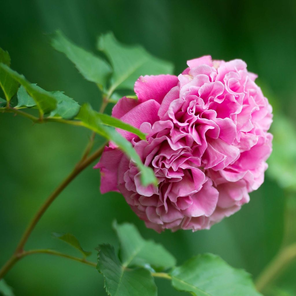 Rosa Generosa 'Agnès Schilliger' - Shrub Rose