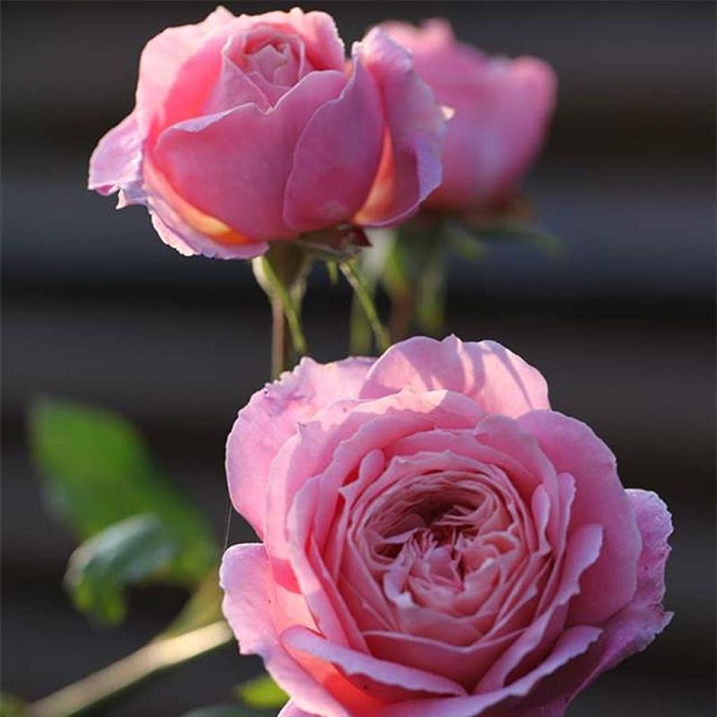 Rosa Generosa - 'Anne-Sophie Pic' - Shrub Rose