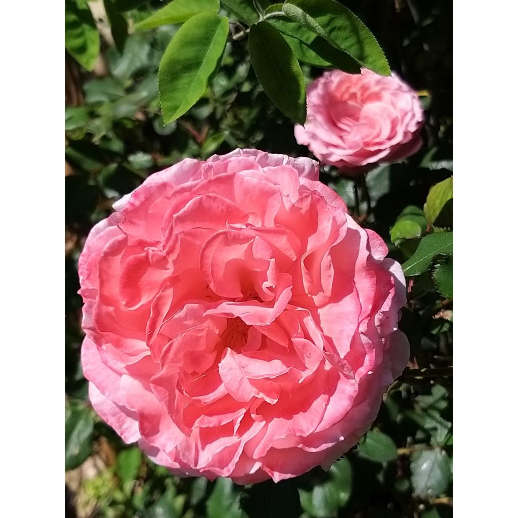 Rosa Generosa - 'Laurent Cabrol' - Shrub Rose