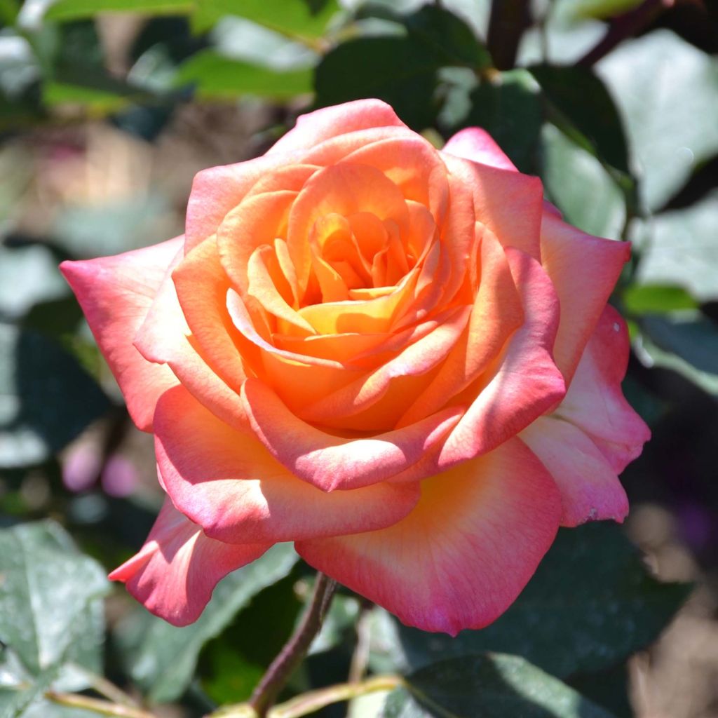 Rosa Generosa 'Laurent Voulzy' - Shrub Rose