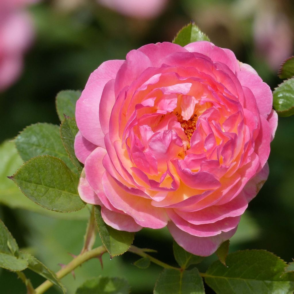 Rosa Generosa Rosomane Janon - Shrub Rose