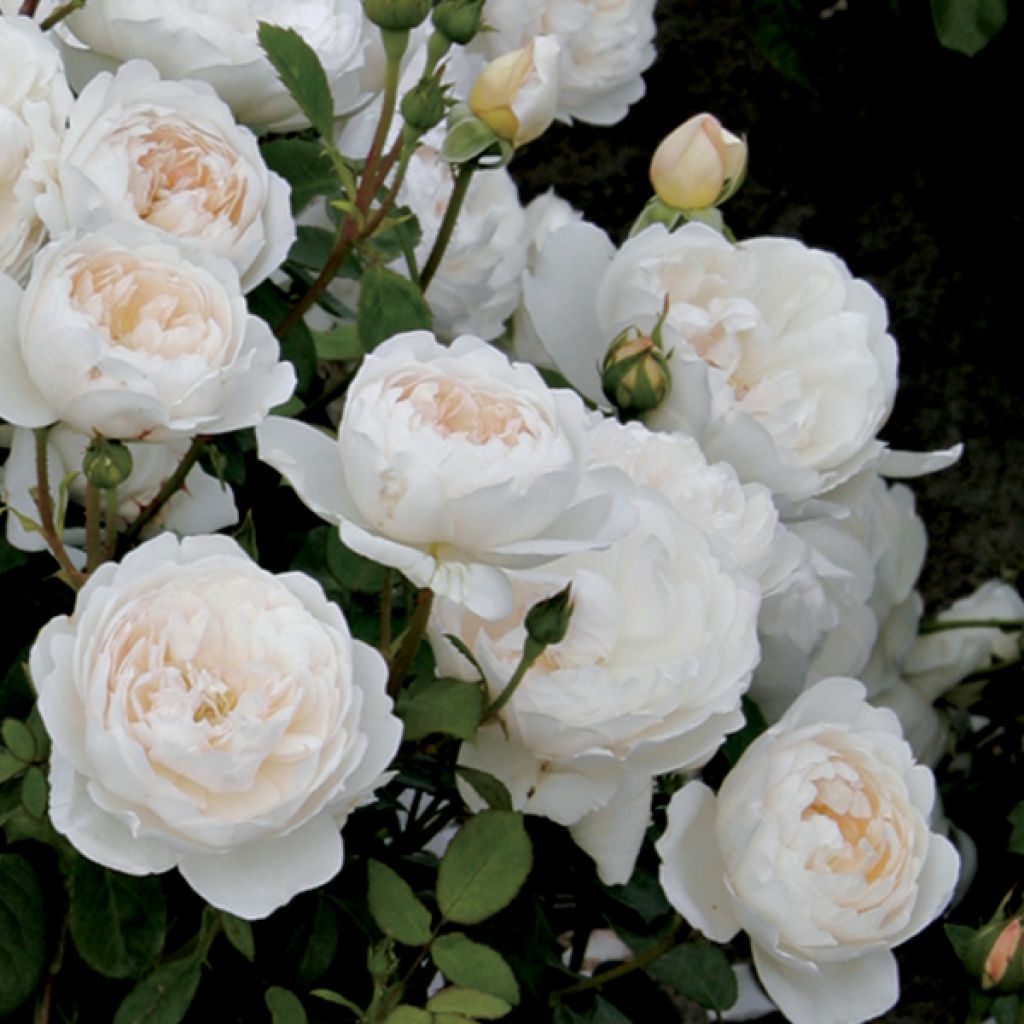 Rosa  Glamis Castle - Shrub Rose