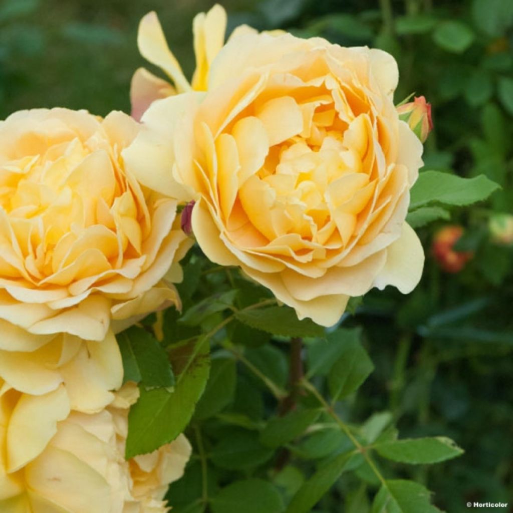 Rosier David Austin Golden Celebration® - Ausgold