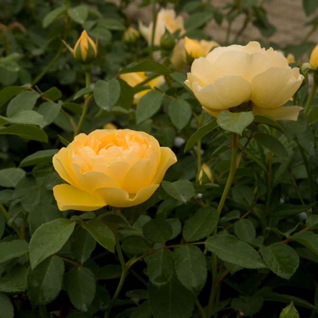 Rosa Graham Thomas - English Shrub Rose