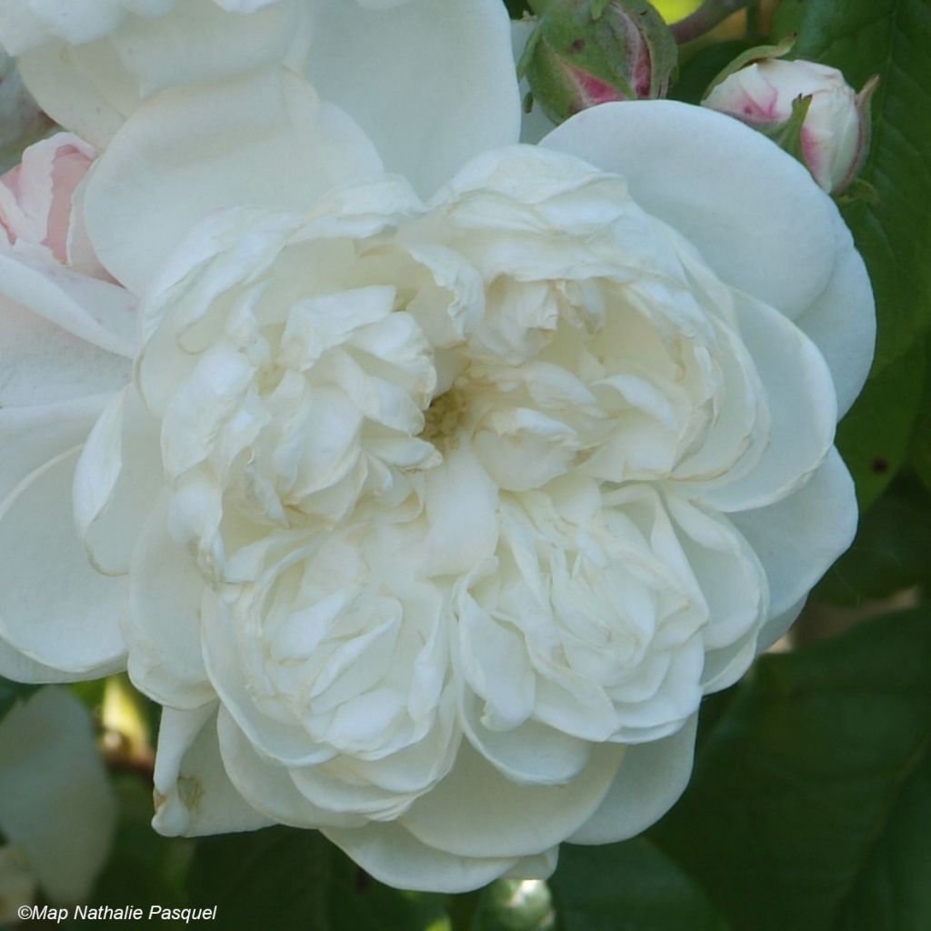 Rosa x noisette 'Aimée Vibert'