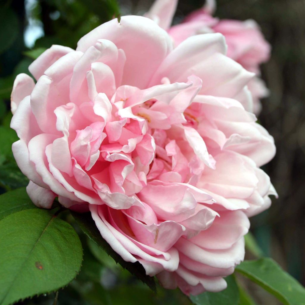 Rosa x wichuraiana 'Albertine' - Rambling Rose