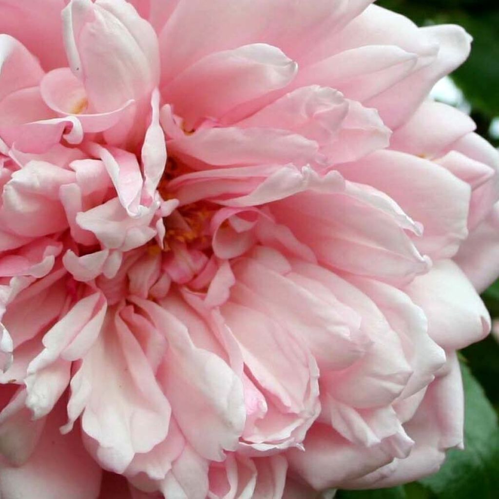 Rosa x wichuraiana 'Albertine' - Rambling Rose