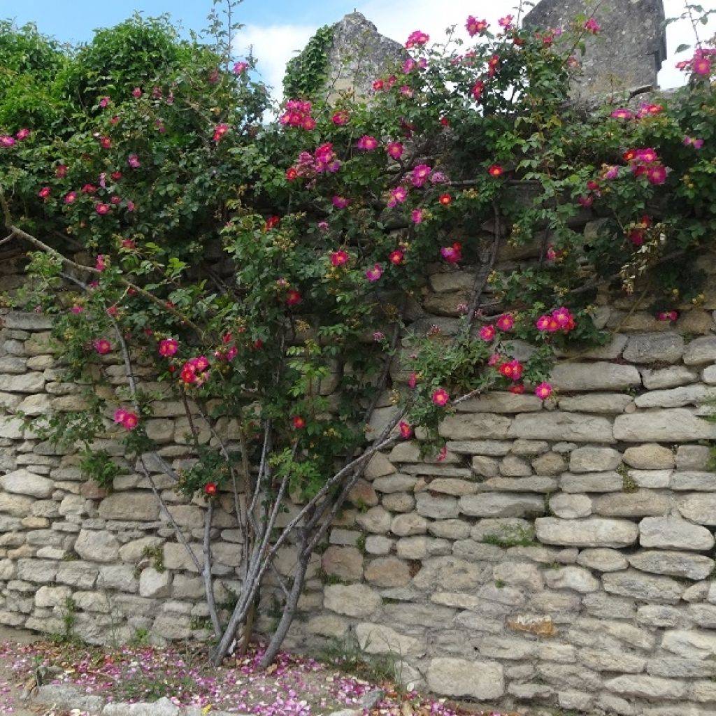 Rosa American Pillar