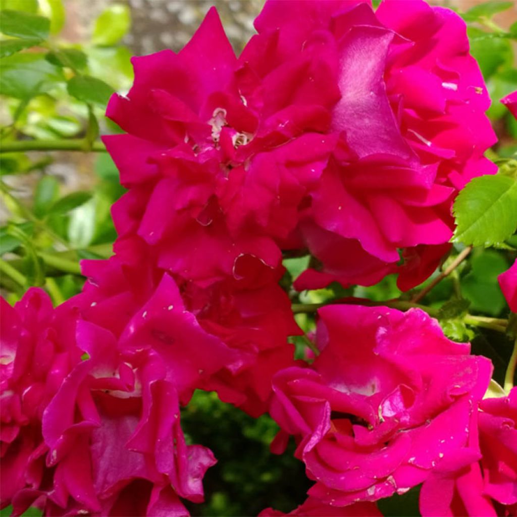 Rosa 'Crimson Shower'