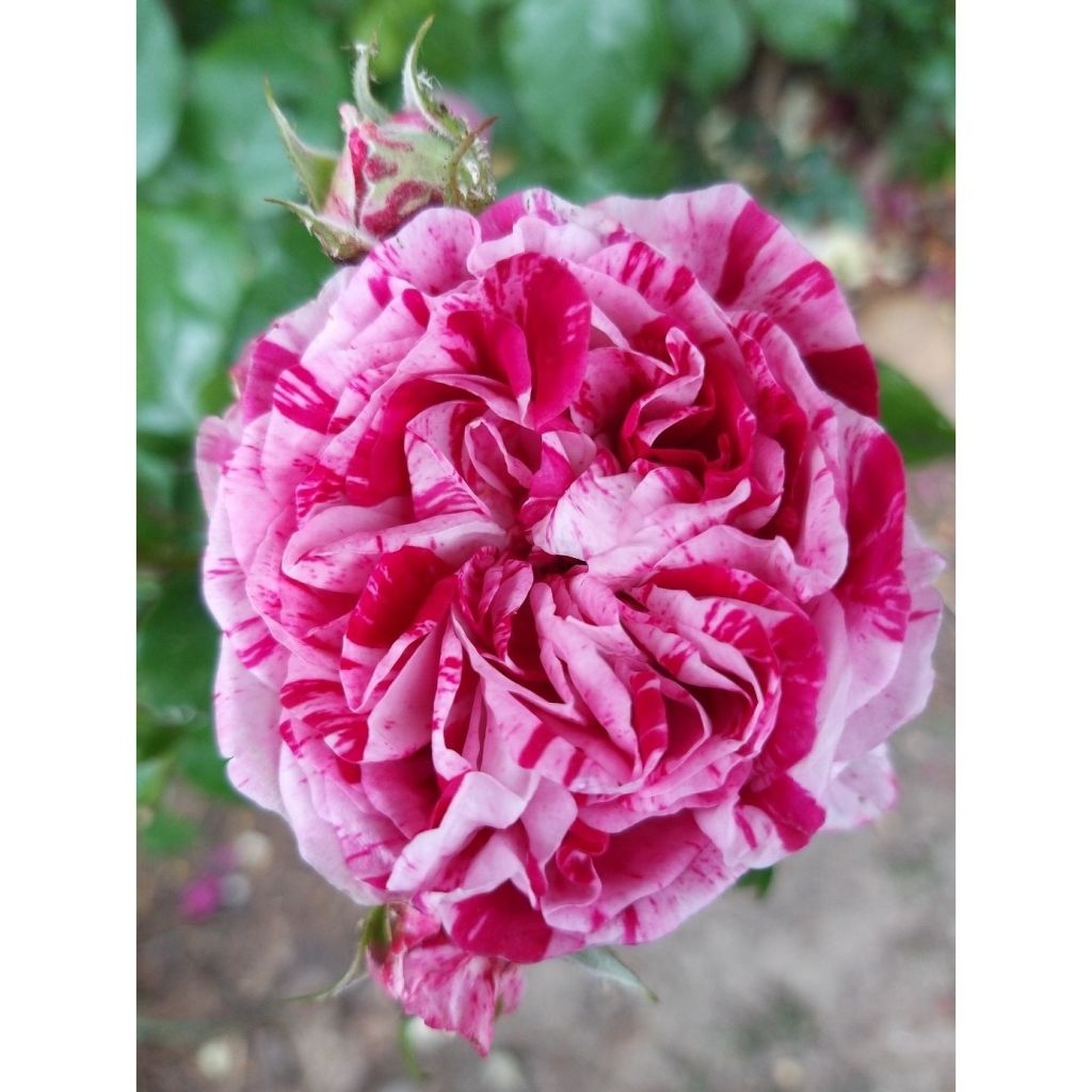 Rosa Easy Fashion - Climbing Rose