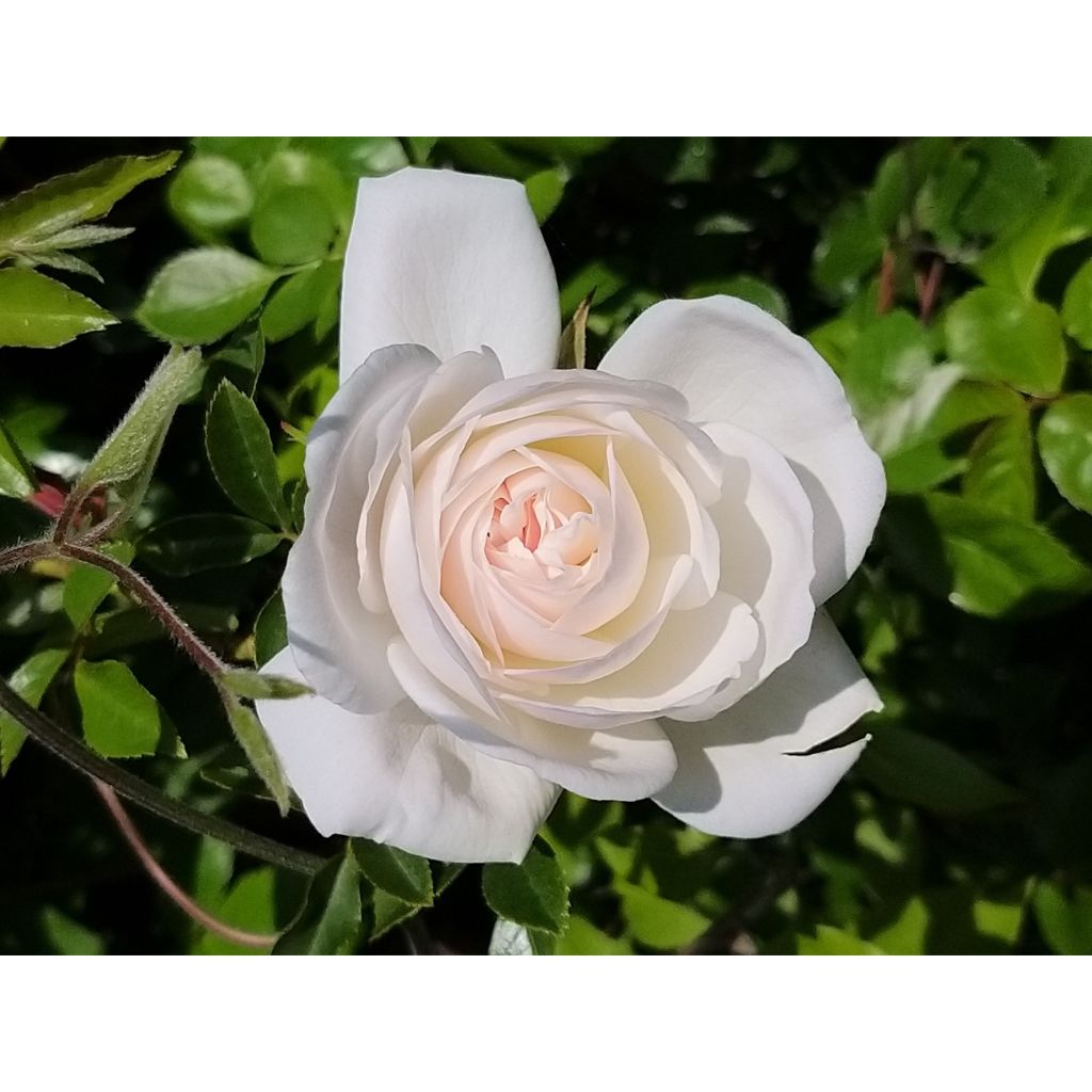 Rosa Climbing Iceberg