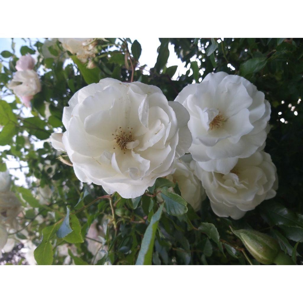 Rosa Climbing Iceberg