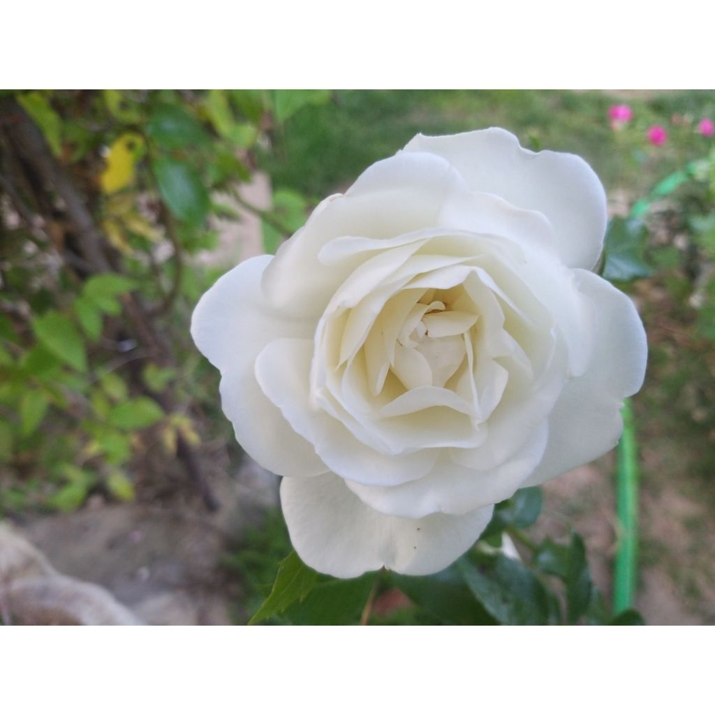 Rosa Climbing Iceberg