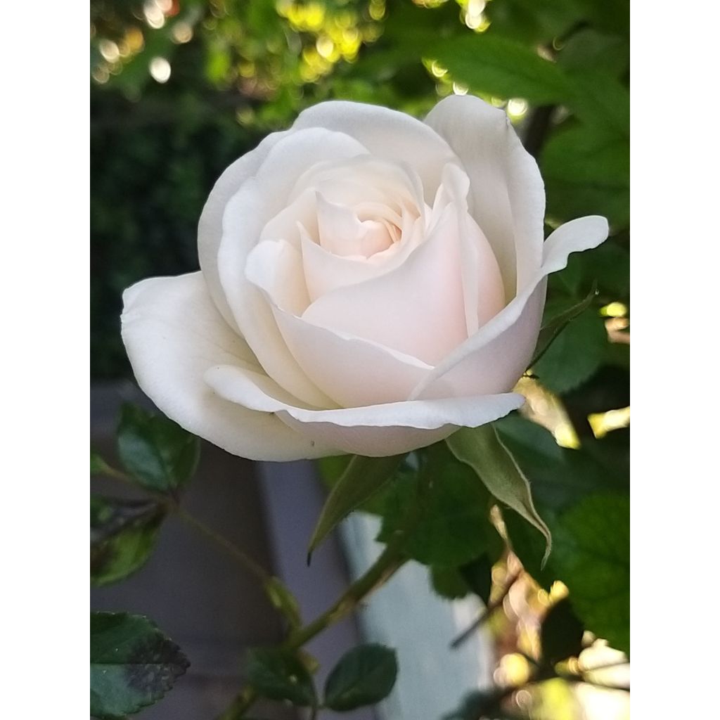 Rosa Climbing Iceberg