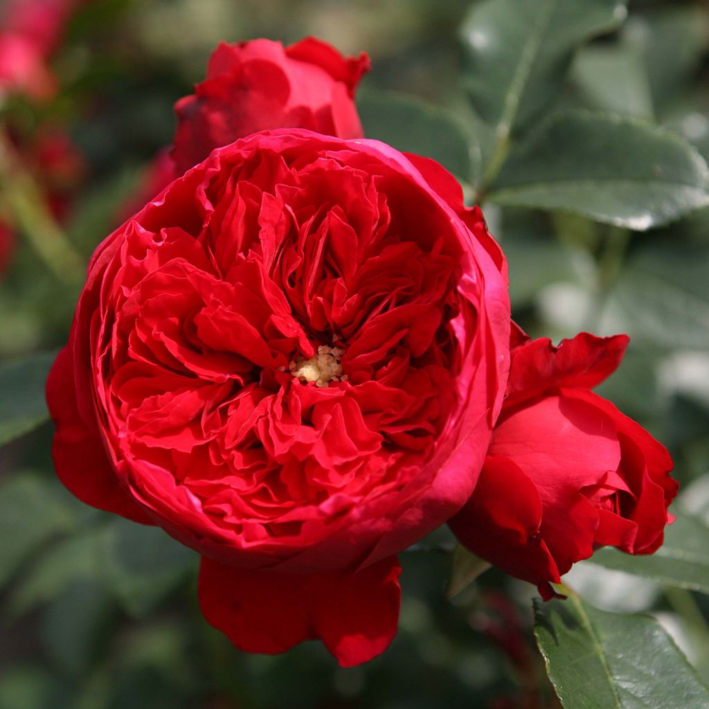 Rosa 'Florentina' - Climbing Rose