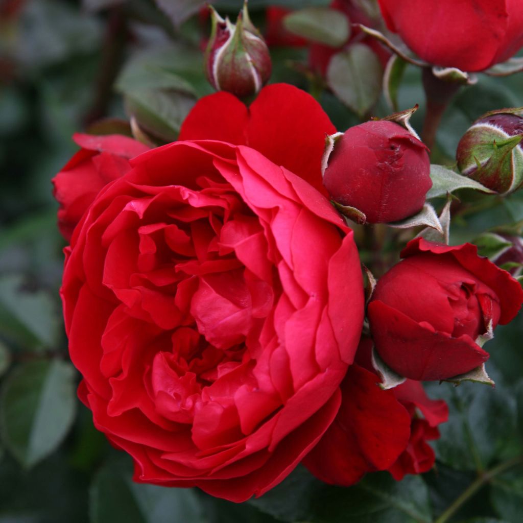 Rosa 'Florentina' - Climbing Rose