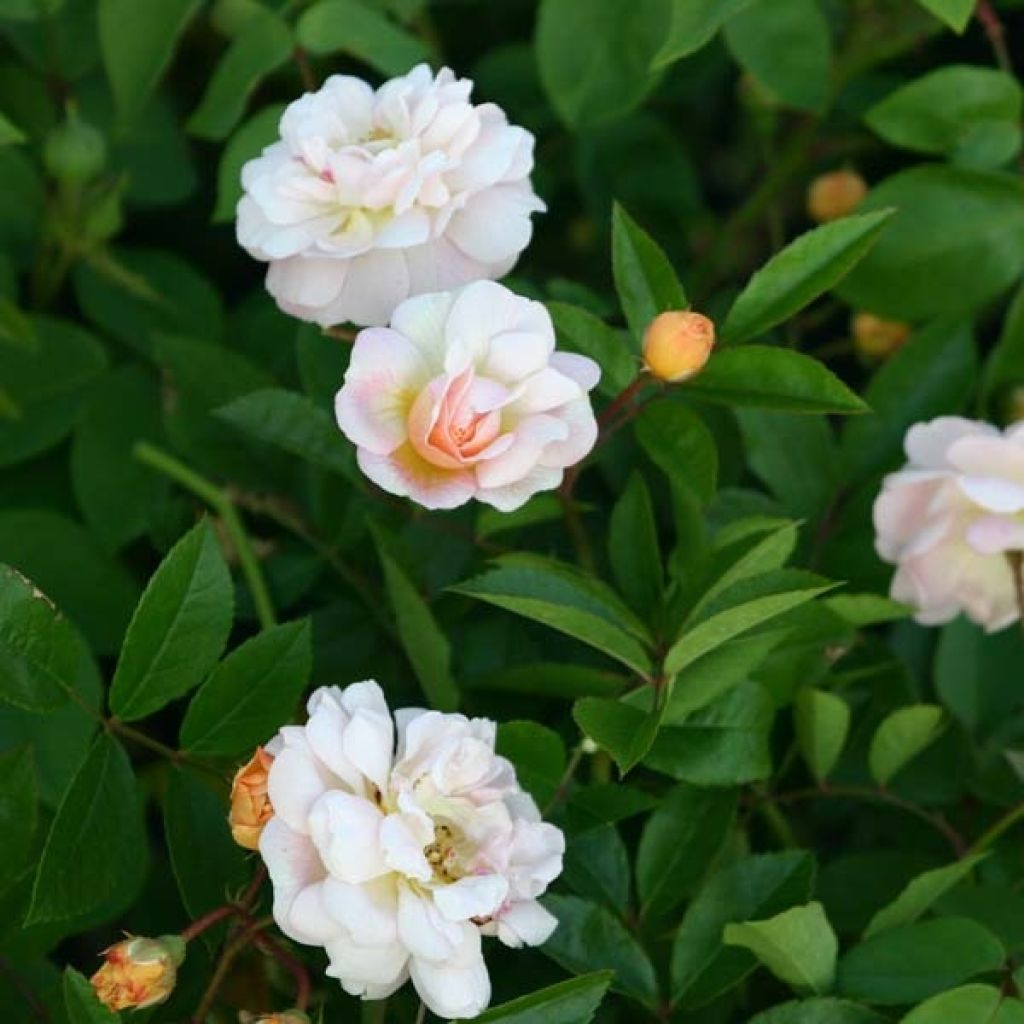 Rosa Ghislaine de Féligonde - Climbing Rose