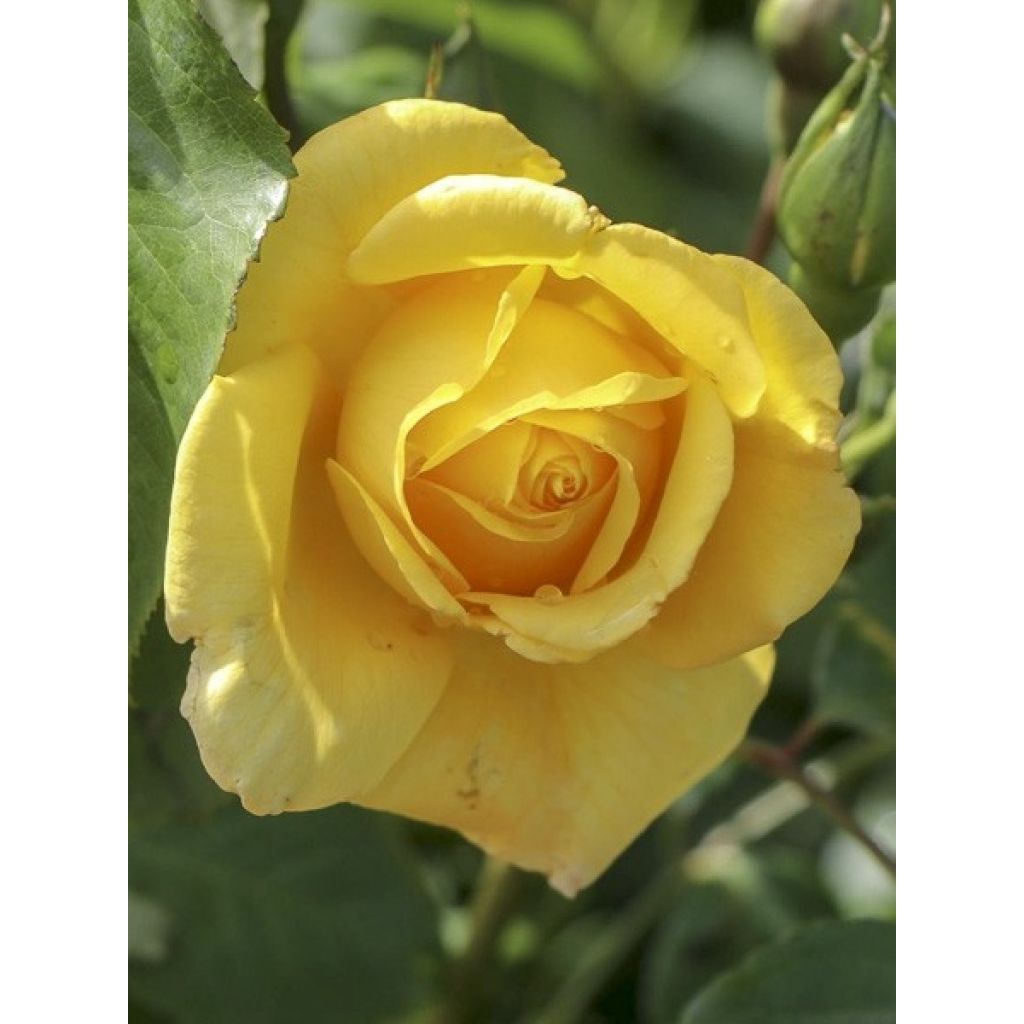 Rosa 'Golden Gate' Climbing Max Rose