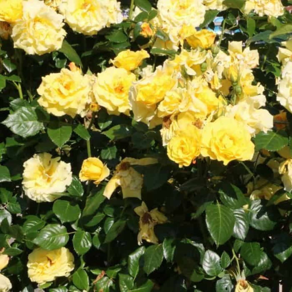 Rosa 'Golden Showers'